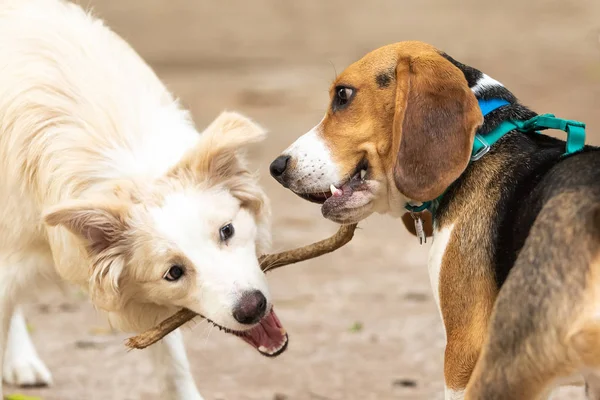Seekor anjing beagle bersaing dengan anjing perbatasan untuk tongkat — Stok Foto