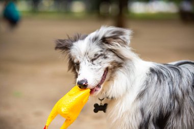Mavi Merle Sınırı Collie köpeği ağzında plastik bir tavukla oynuyor..