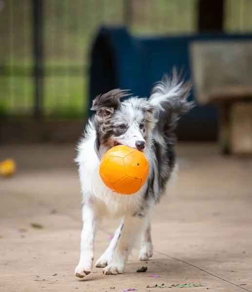 Blue Merle Border Collie Puppy Bermain Dengan Bola Mulutnya — Stok Foto