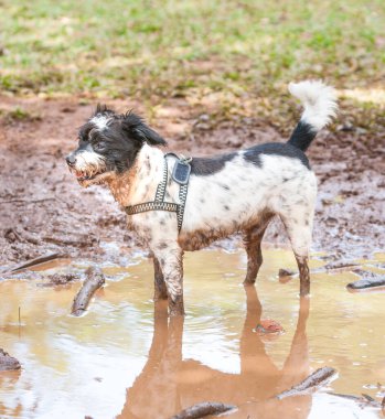 Köpek yavrusu çamurlu bir su birikintisinde oynuyor..