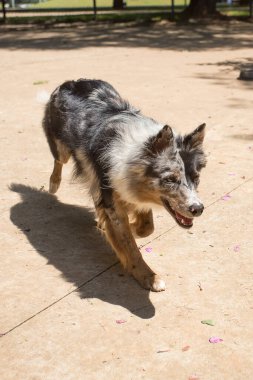 Bir Border Collie Merle topu yakalıyor. 
