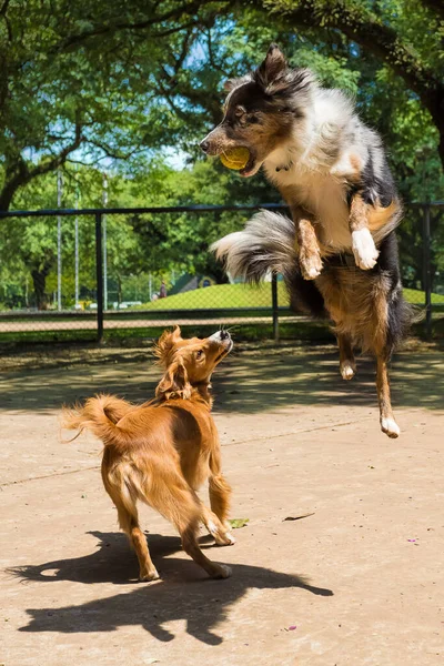 Border Collie Merle Bermain Menangkap Bola Dengan Melompat — Stok Foto