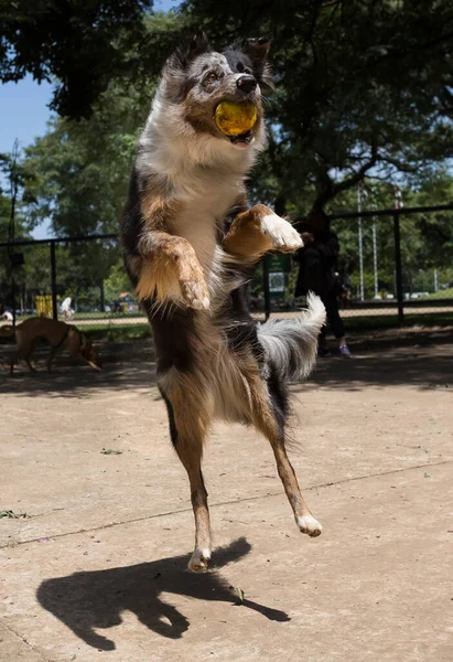 Border Collie Merle Playing Catching Ball Jumping — Stock Photo, Image