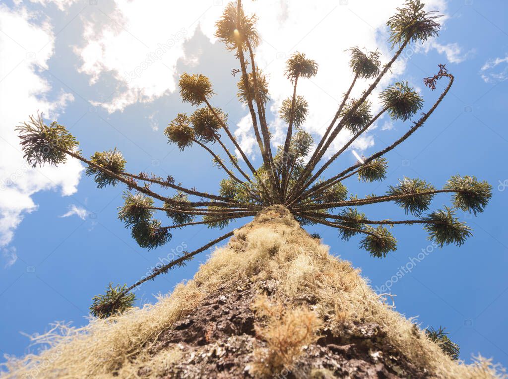 Perspective photo of an Araucaria brasiliensis in Campos do Jordao, Brazil.