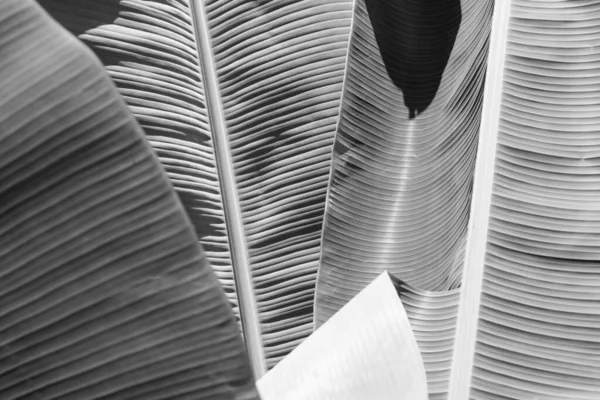 Background Banana Leaves Black White — Stock Photo, Image