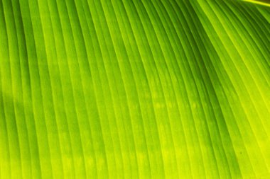 Arka planda muz yaprağı var.