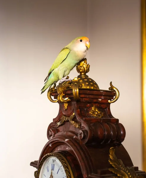 Female Lovebirds Perched Old Clock — Stock Photo, Image