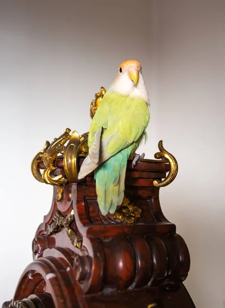 Female Lovebirds Perched Old Clock — Stock Photo, Image