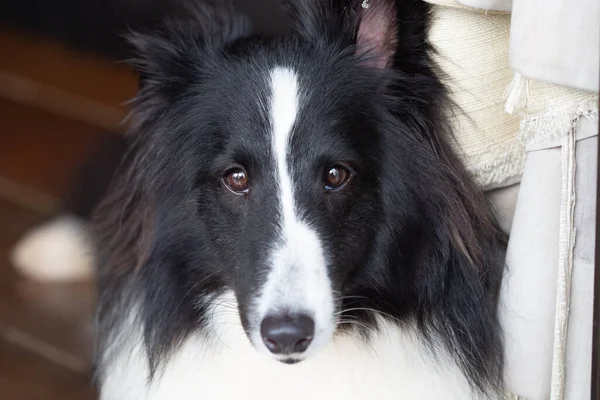 Portrait of a black and white Shetland Shep dog.