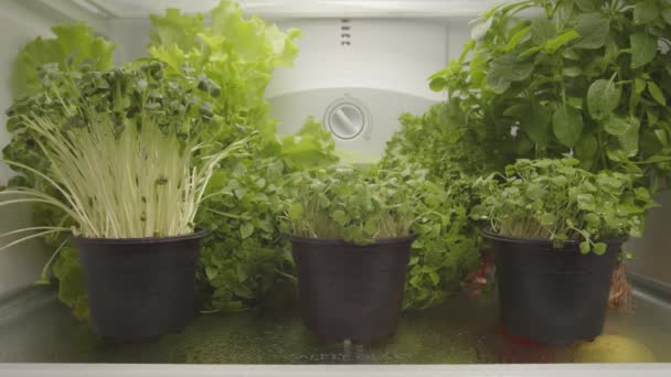 Organic food in refrigerator. — Stock Video