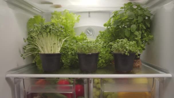 Bio-Lebensmittel und Grünzeug im Kühlschrank. — Stockvideo