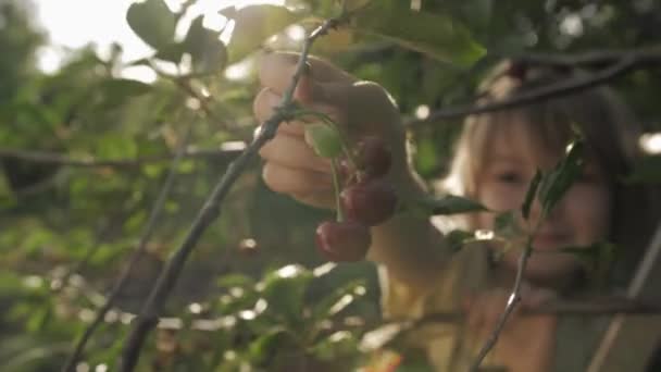 Niño arranca cereza roja madura en jardín de frutas — Vídeos de Stock