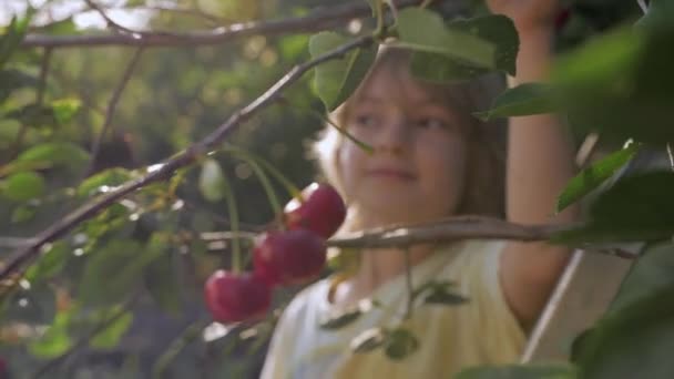 Niño arranca cereza roja madura en jardín de frutas — Vídeos de Stock