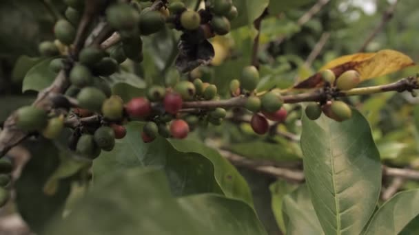Rauwe Luwak koffiebonen op een plantage — Stockvideo