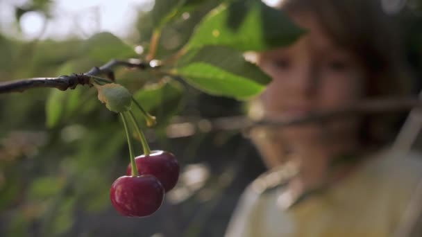 Kind reißt reife rote Kirsche im Obstgarten ab — Stockvideo