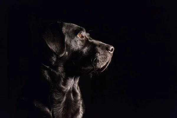 Portrét černého labradora — Stock fotografie