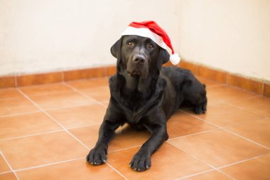 Noel Baba şapkası ile köpek portre. Siyah labrador önden görünümü