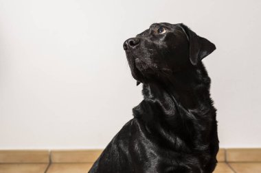 bir köpek kapalı portresi. ön görünüm. güzel siyah labarado