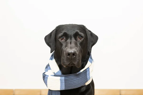 Anjing dengan syal. Labrador hitam pada latar belakang putih — Stok Foto