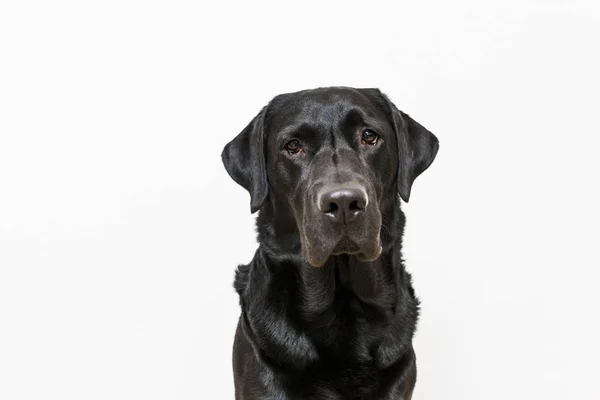 Retrato de cão. Vista frontal. preto labrador no fundo branco — Fotografia de Stock
