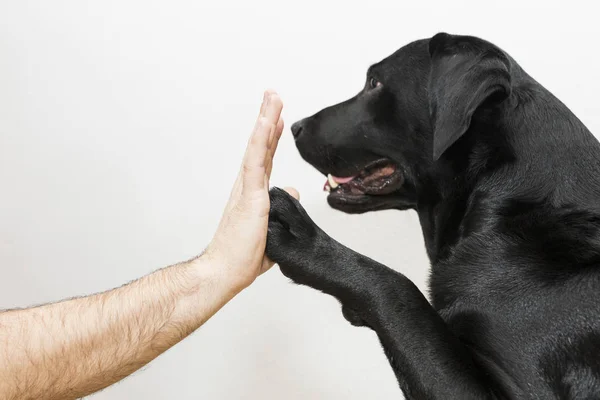 Beyaz arka plan üzerinde erkek el ile yüksek beş köpek