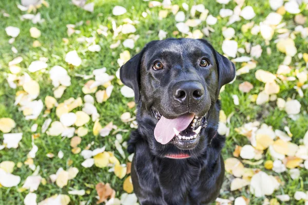 Gambar anjing di luar ruangan. labrador hitam yang indah pada backgro hijau — Stok Foto