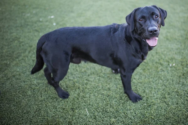 Portrét, černý labrador pes na trávníku pozadí — Stock fotografie