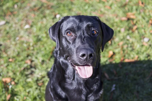 Hundeporträt, Blanco Labrador auf Rasenhintergrund — Stockfoto