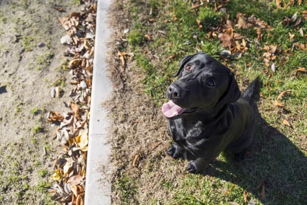 Psí portrét, blanco labrador na trávníku pozadí — Stock fotografie