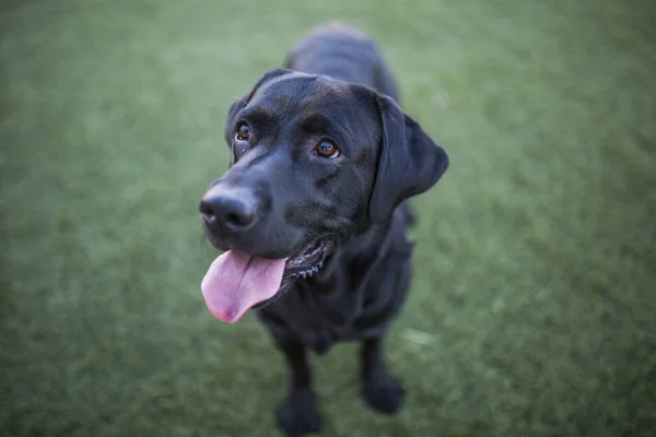 Retrato de cão, labrador preto no fundo do gramado — Fotografia de Stock