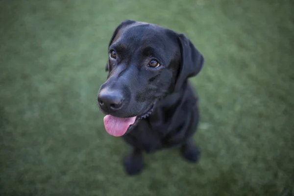 Retrato de cão, labrador preto no fundo do gramado — Fotografia de Stock
