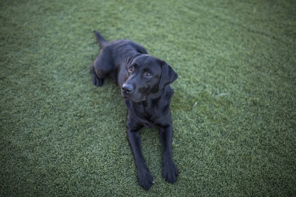 Портрет собаки, черный лабрадор на заднем плане газона — стоковое фото
