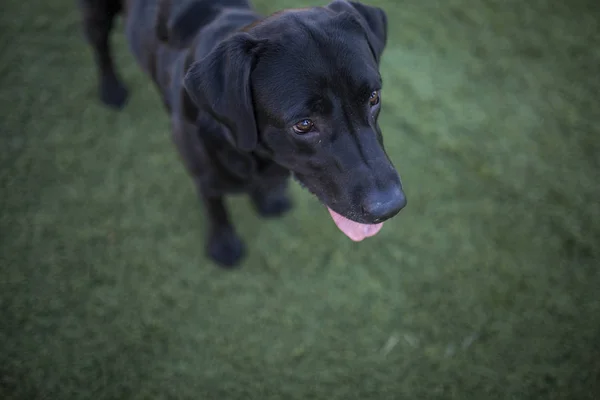 Portrét, černý labrador pes na trávníku pozadí — Stock fotografie