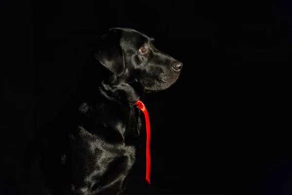 Retrato de cão no fundo preto. Lindo labrador preto com — Fotografia de Stock