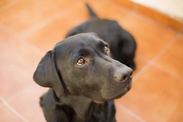 Retrato de um belo labrador preto. Estilo de vida cão — Fotografia de Stock