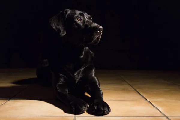 Retrato de cão no fundo preto. Lindo labrador preto com — Fotografia de Stock