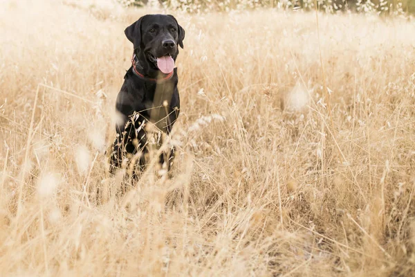 Al aire libre vista frontal de un perro. labrador negro sobre fondo amarillo —  Fotos de Stock