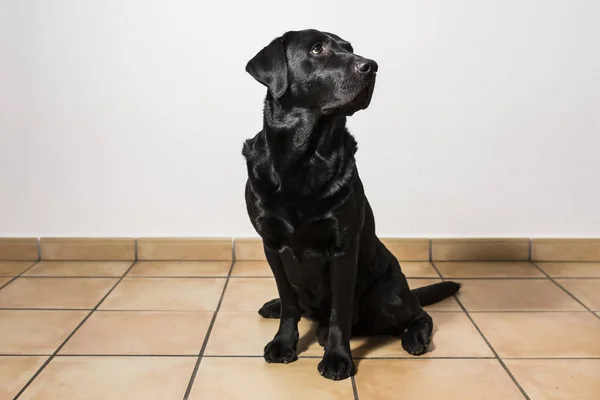 Retrato interior de um cão. Vista frontal. belo labarado preto — Fotografia de Stock