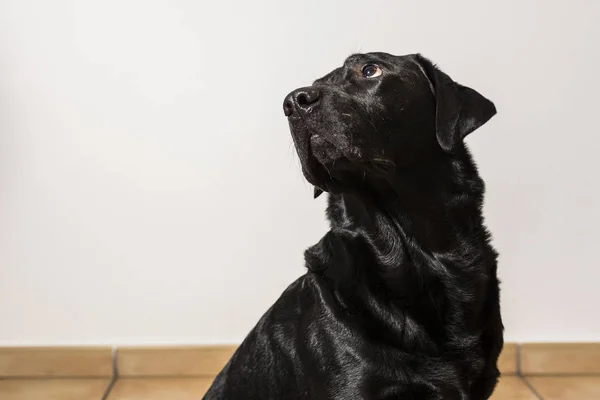 Potret dalam ruangan seekor anjing. pandangan frontal. labarado hitam yang indah — Stok Foto