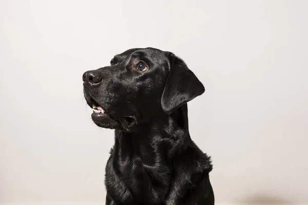 Potret dalam ruangan seekor anjing. pandangan frontal. labarado hitam yang indah — Stok Foto