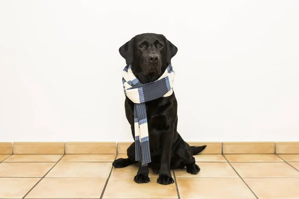 Anjing dengan syal. Gambar labradorpotret hitam pada latar belakang putih — Stok Foto