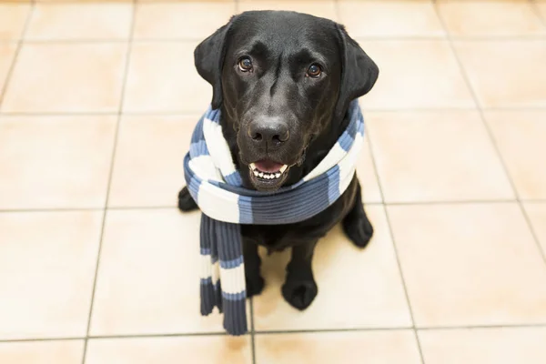 Anjing dengan syal. Gambar labrador hitam — Stok Foto