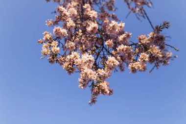 Badem ağacı tam Bloom bahar mavi gökyüzü üzerinde. Güzel f