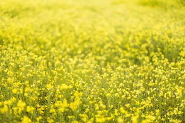 sarı çiçek alan. Doğa, güzel arka plan
