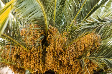 palmiye ağacı tarihleri kehribar rengi. Yakın çekim. soyut dokulu natu