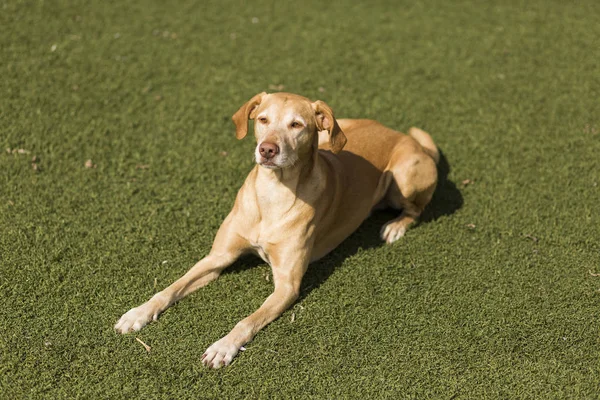 Желтая милая собачка сидит на траве. Зеленый фон — стоковое фото