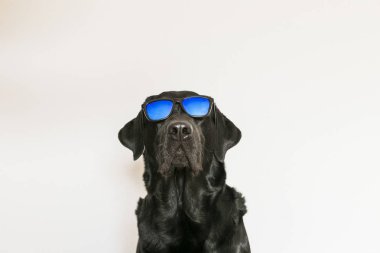 Genç Yetişkin siyah Labrador Retriever üzerinde beyaz adam izole.