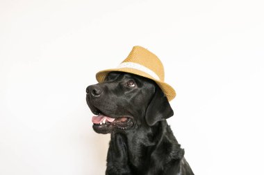 Genç Yetişkin siyah Labrador Retriever üzerinde beyaz adam izole.