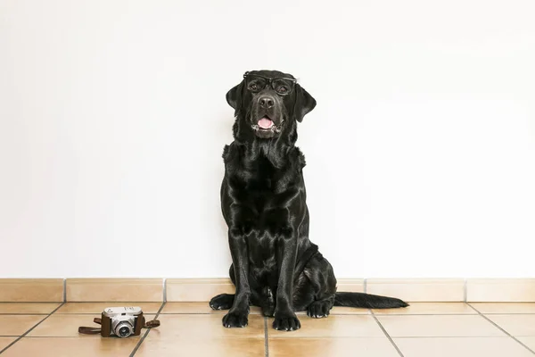 Labrador Hitam muda yang terisolasi dalam kelompok kulit putih — Stok Foto