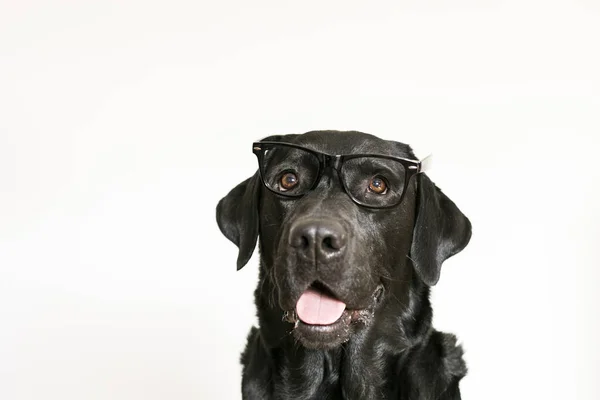 Labrador Hitam muda yang terisolasi dalam kelompok kulit putih — Stok Foto